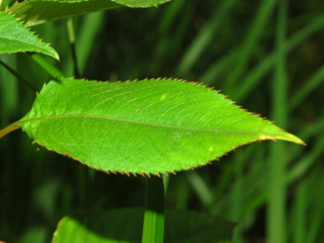 Impatiens balfourii / Balsamina di Balfour